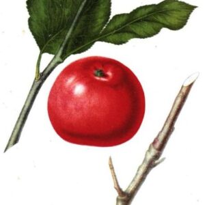 Astrakan Rouge