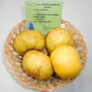 Reinette Blanche du Canada