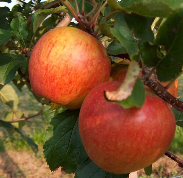 Rubinette