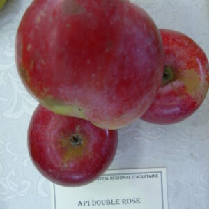 Api Double Rose