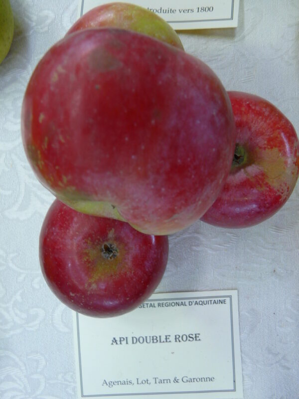 Api Double Rose