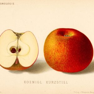 Court-Pendu Rouge