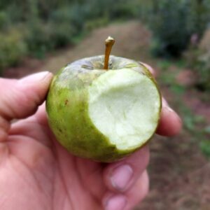 De Quint