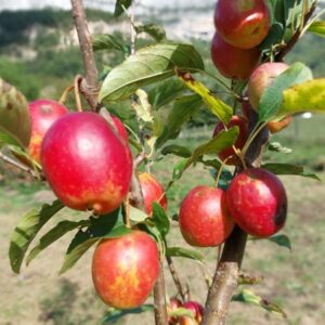 Malus Sieversii