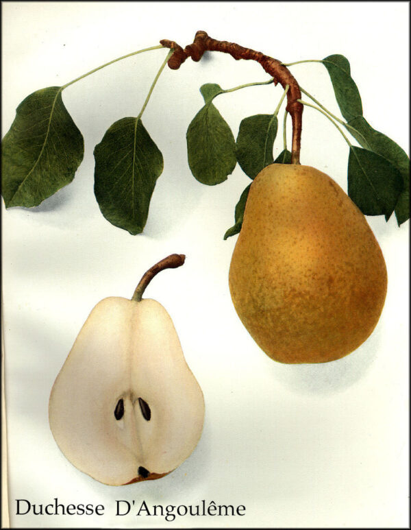 Duchesse d'Angoulême