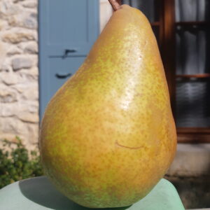 Beurré Clairgeau
