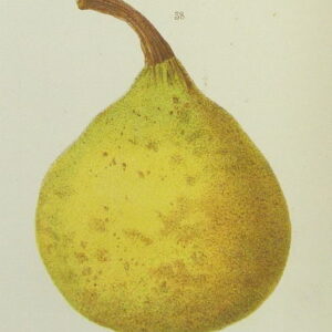 Beurré Superfin