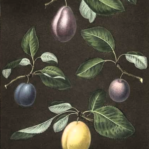Perdrigon Violet
