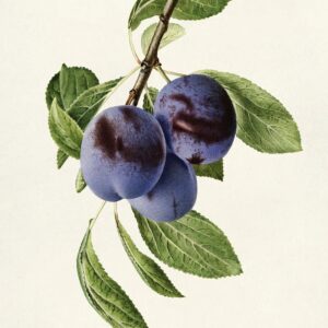 Reine-Claude Violette