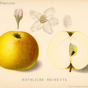 Reine des Reinettes