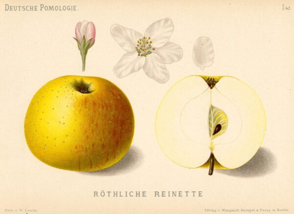 Reine des Reinettes