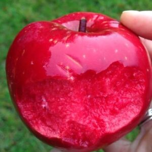 Scarlet Surprise