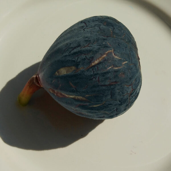 Pastilière