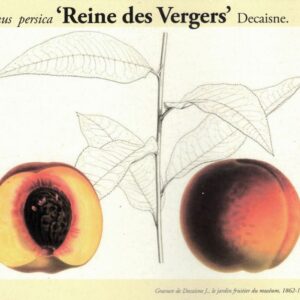 Reine des Vergers