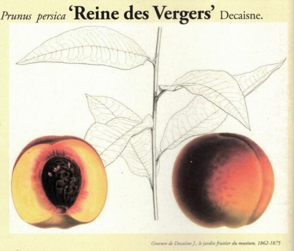 Reine des Vergers