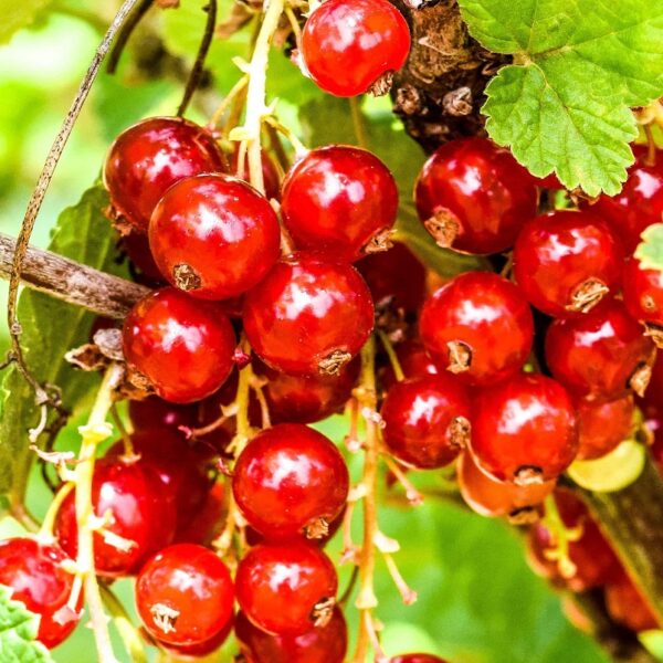 Versaillaise Rouge