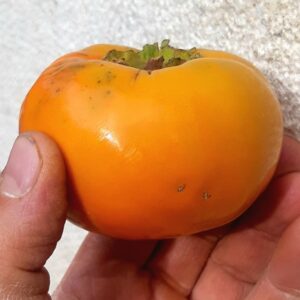 Fuyu en grappes