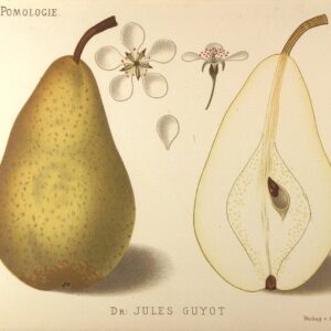 Docteur Jules Guyot