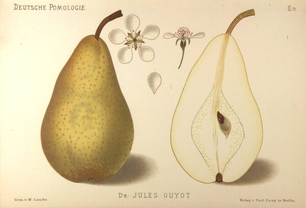 Docteur Jules Guyot