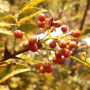 Poivrier du Sichuan (Zanthoxylum Simulans)